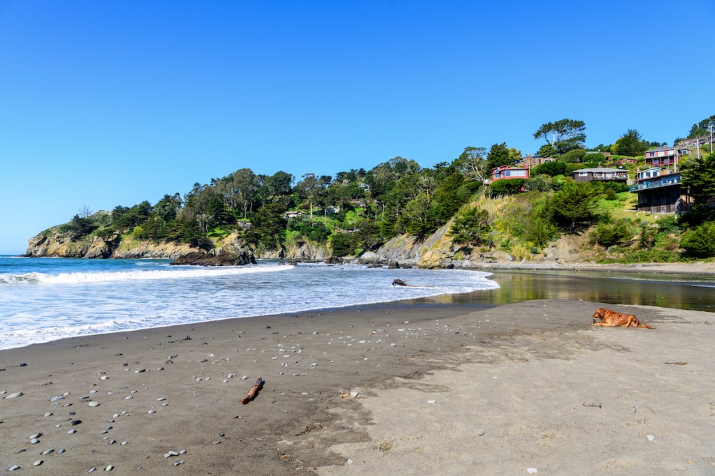 Dog lies in the sand on Muir Beach in Marin County