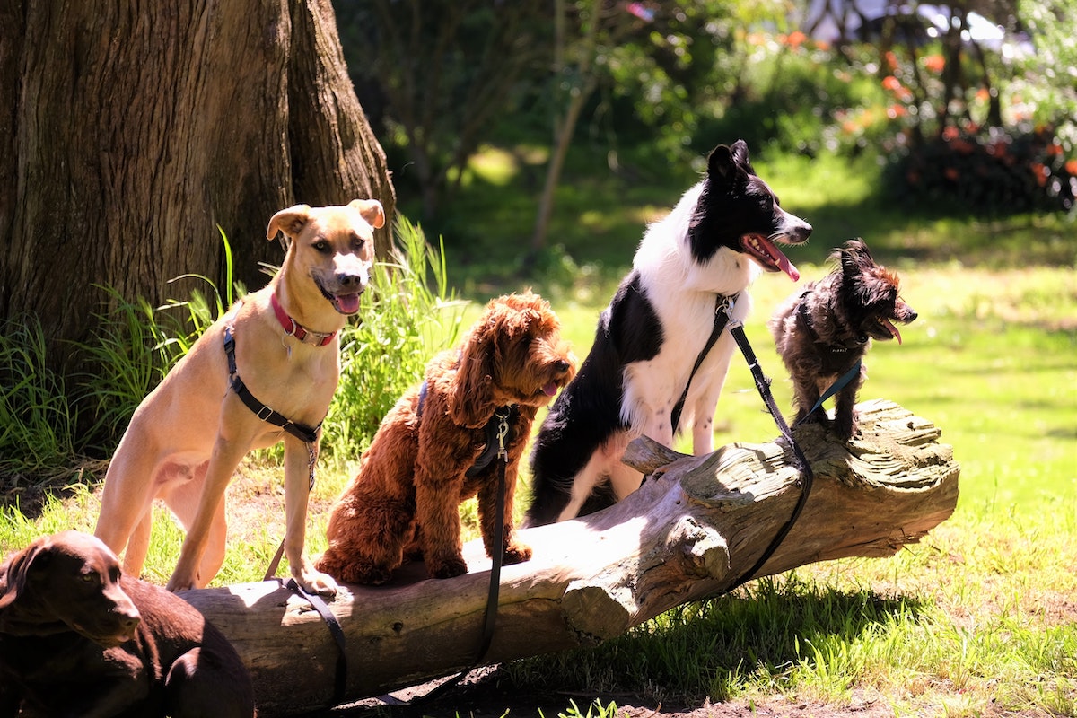 Four dogs sit on a log outside