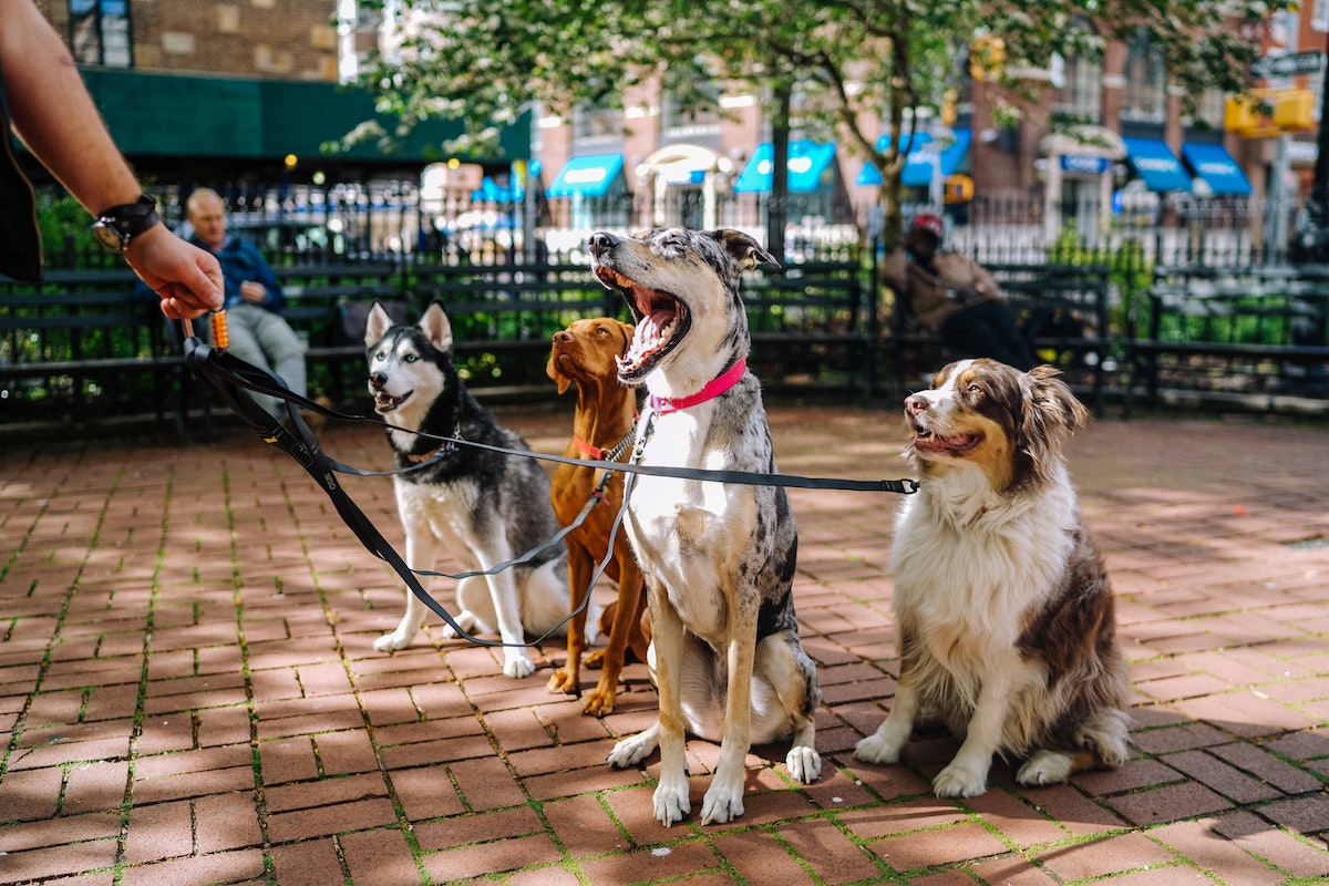 A group of dogs sits on the sidewalk during their walk