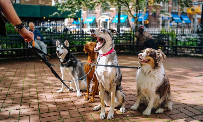 A group of dogs sits on the sidewalk during their walk