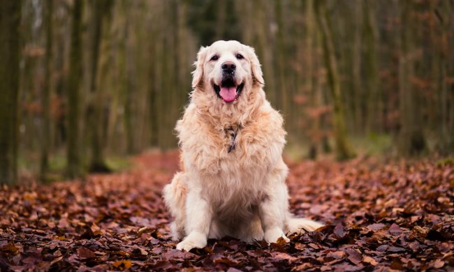 An elderly golden retriever sits on a trail in the woods