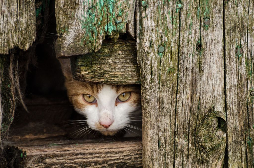 Feral cat outside