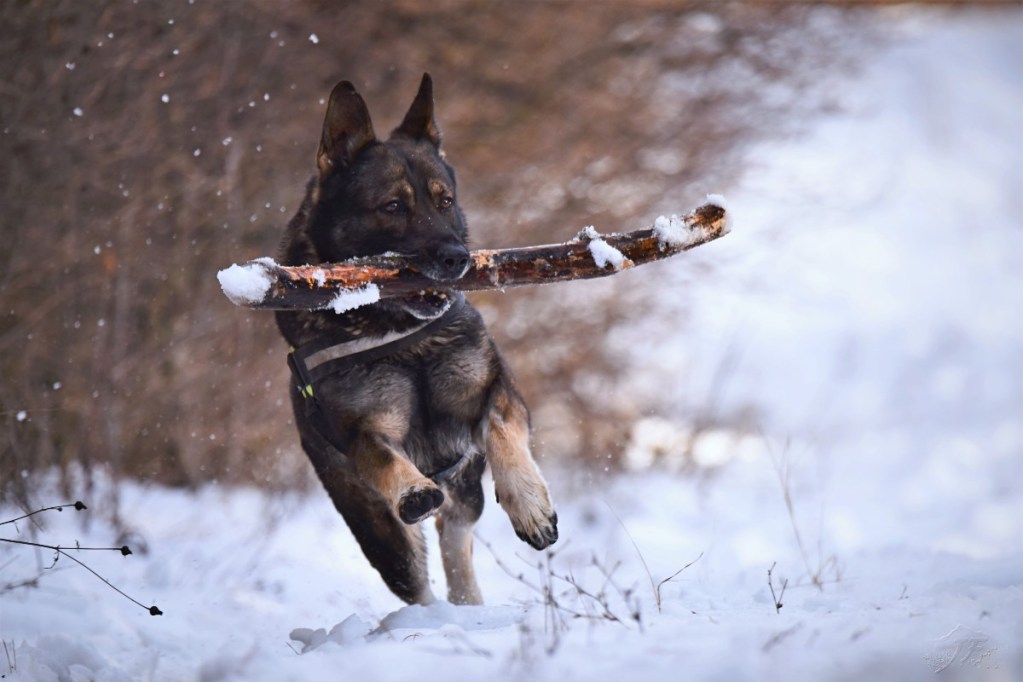 A German shepherd fetching a stick in the snow