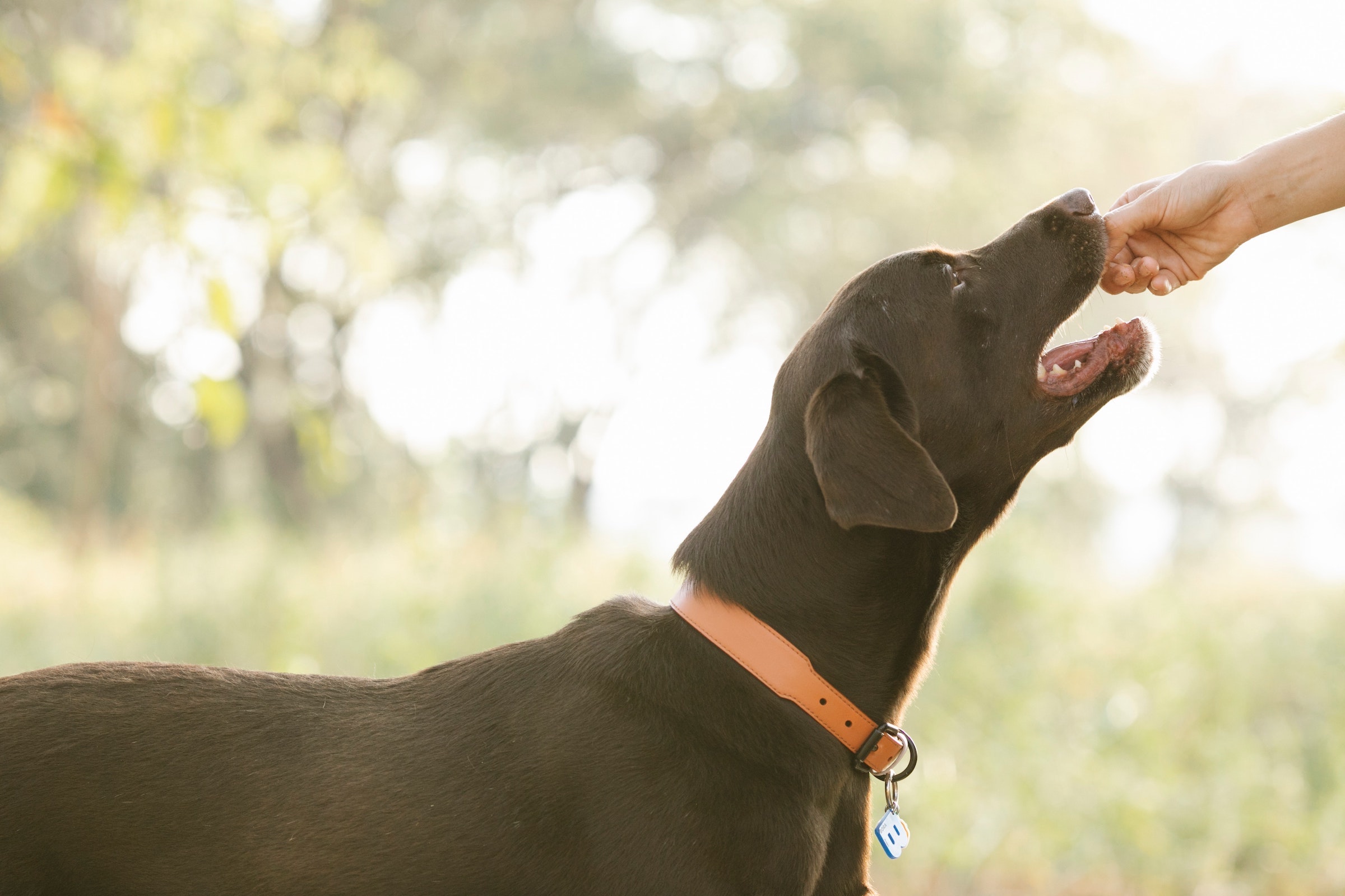 A Labrador retriever eats a treat that a person holds out