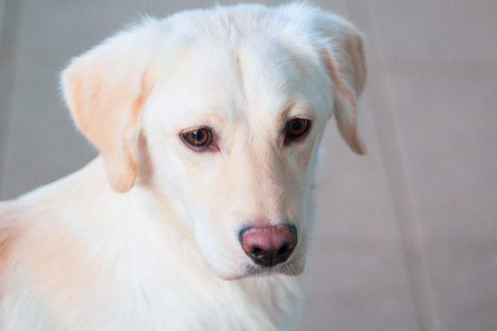 Labradoro retriverio šuniukas