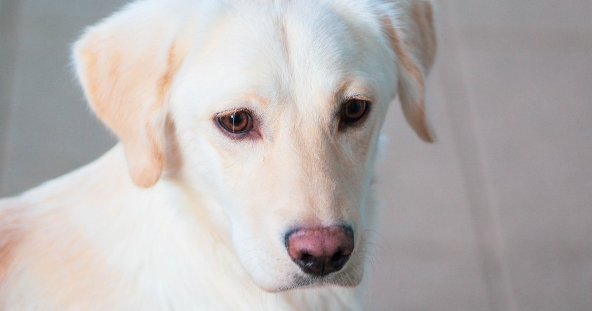 Kaip išvengti įprastų labradoro retriverių sveikatos problemų