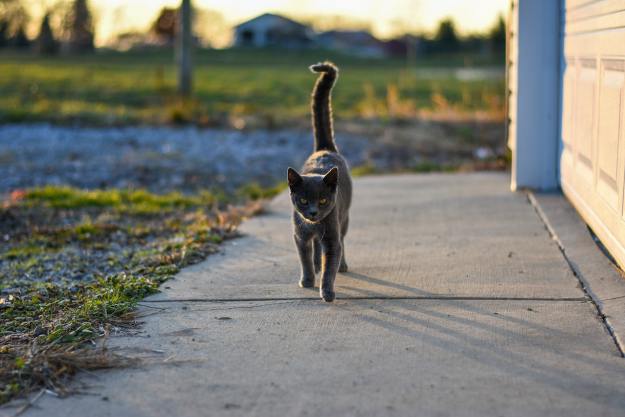 A Russian blue cat trots along a sidewalk with her tail held high