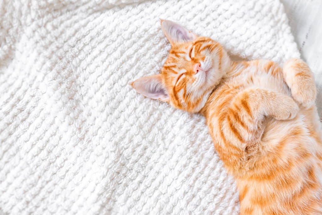 A cat relaxes on a blanket