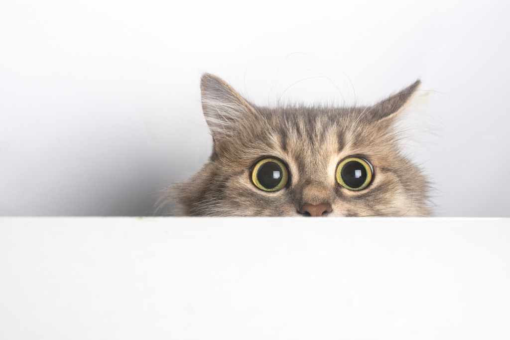 Scared cat hides behind table