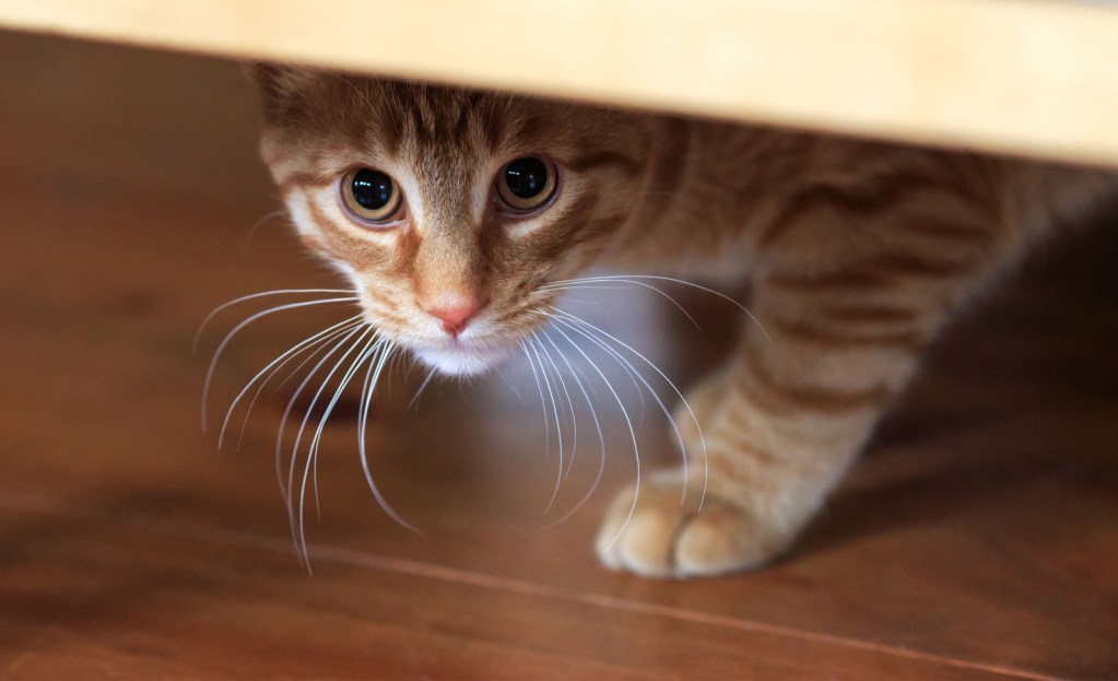 Scared cat hiding under the sofa