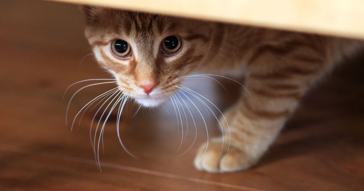 Why Is Your Cat Frightened of Everything All of a Sudden? PawTracks