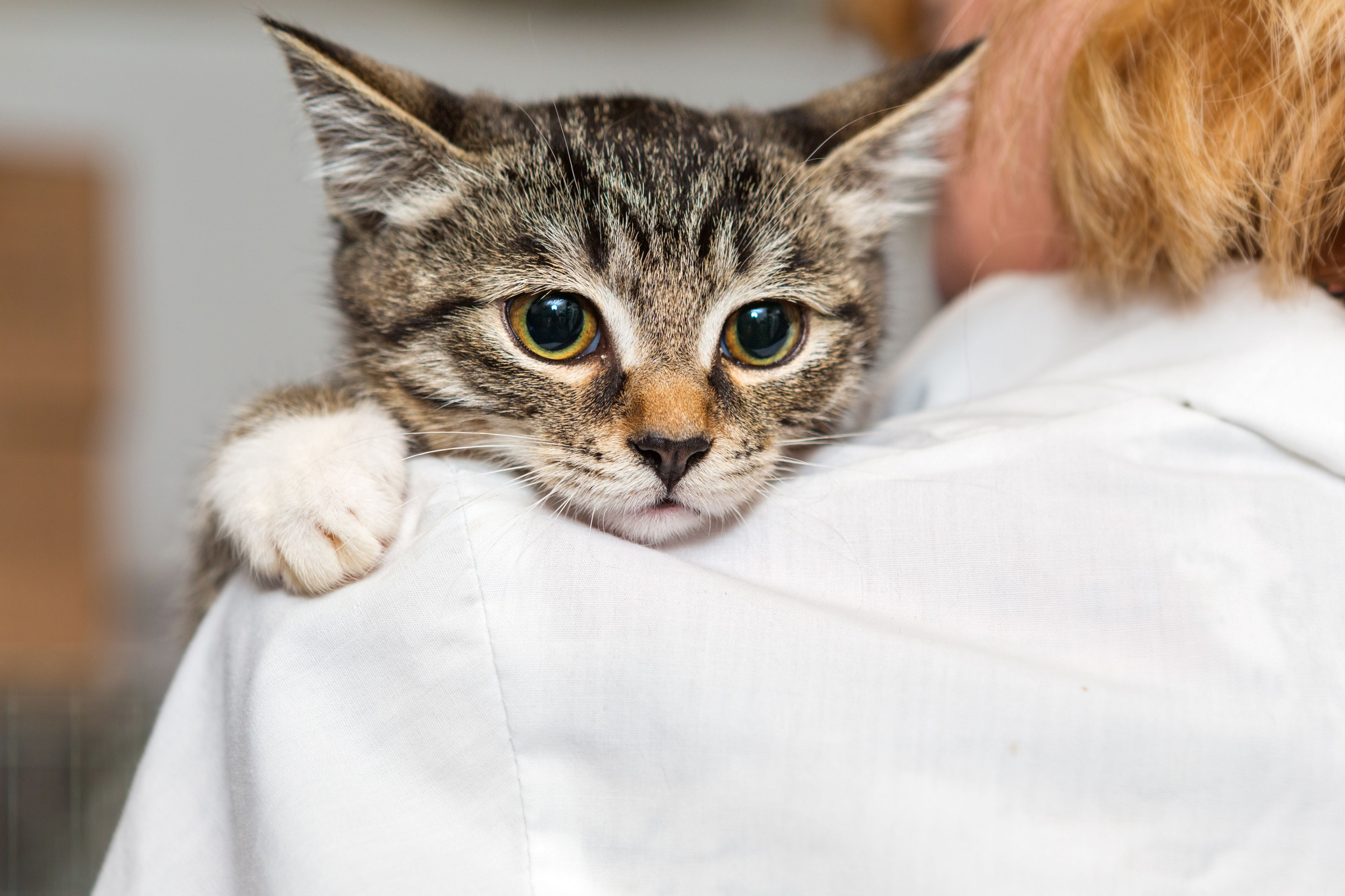 Bešeimininkis katinas pas veterinarą