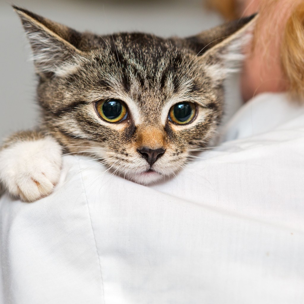 Stray cat at the vet
