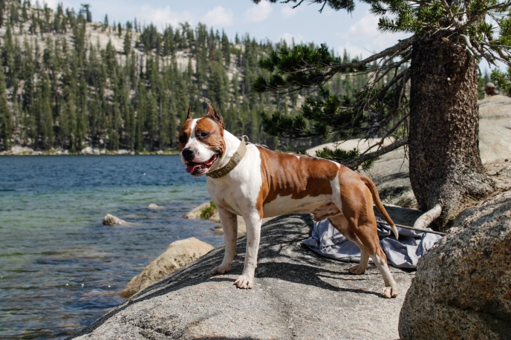 Dog in Yosemite National Park on a rock