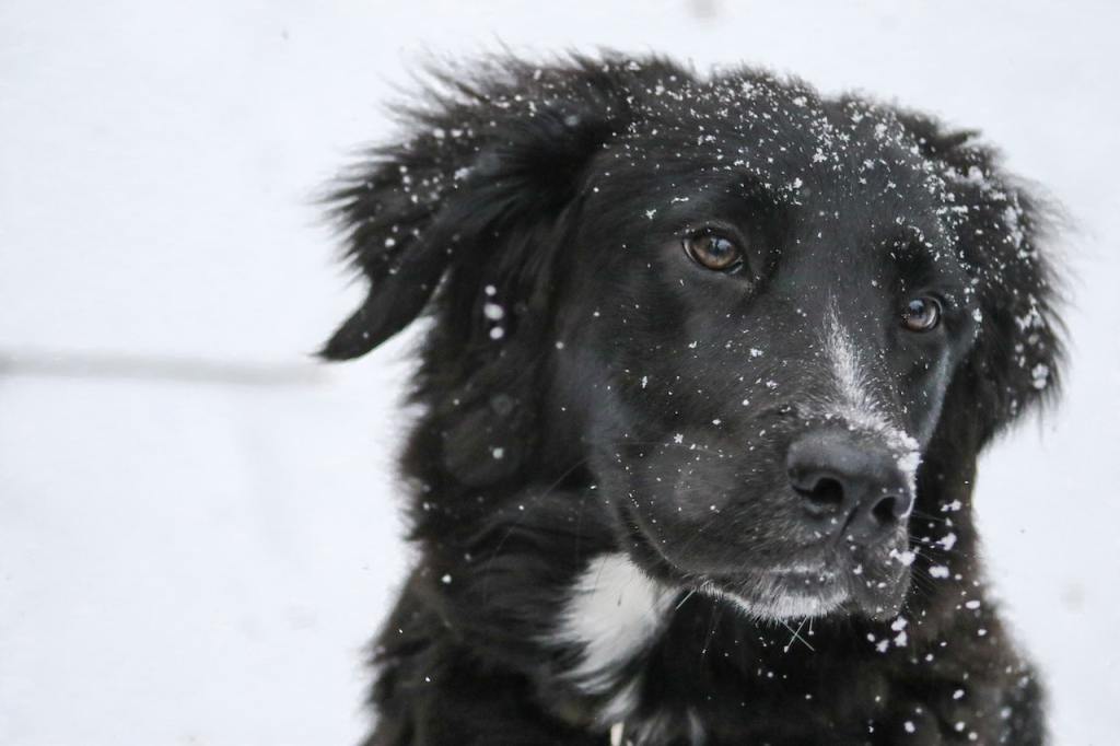 A black and white dog stands outside with a dusting of snow on his head.