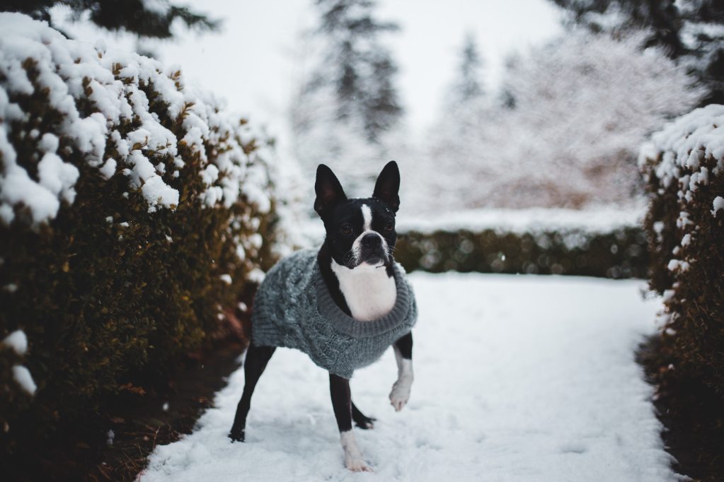 a Boston Terrier wearing a gray sweater stands in the snow