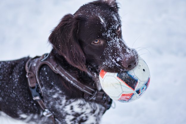 A brown dog holds a soccer ball toy in their mouth while standing in the snow