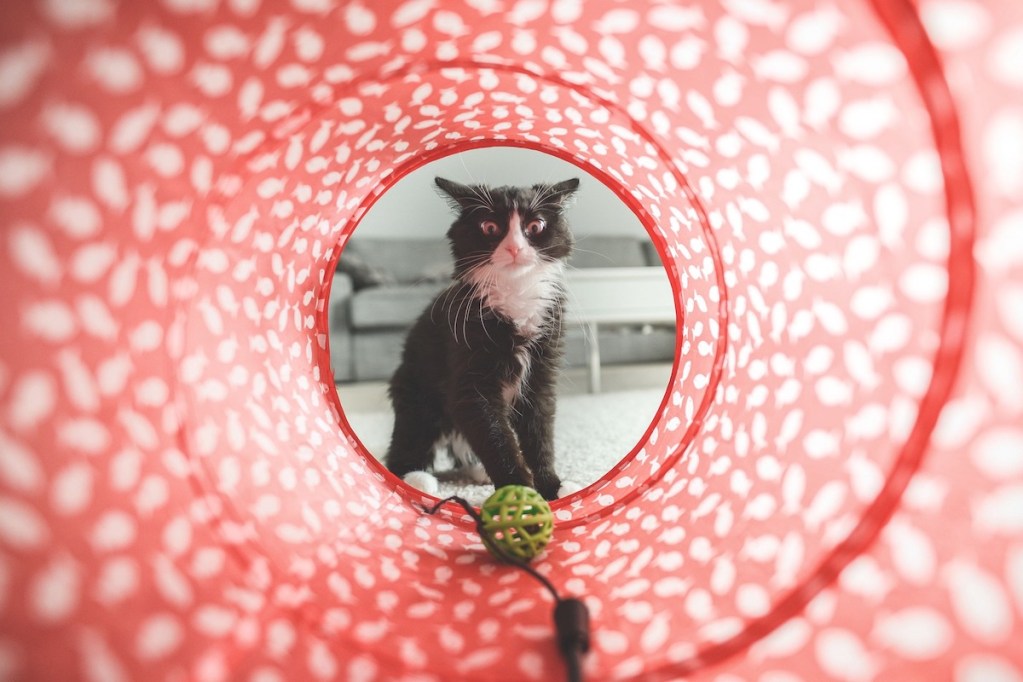 An irritated cat stares into a red and white cat tunnel in search of a toy.