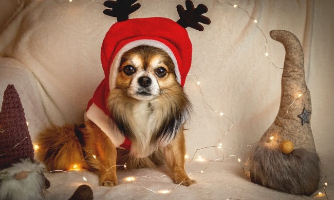 Chihuahua dresses in a reindeer hat ready to meet Santa