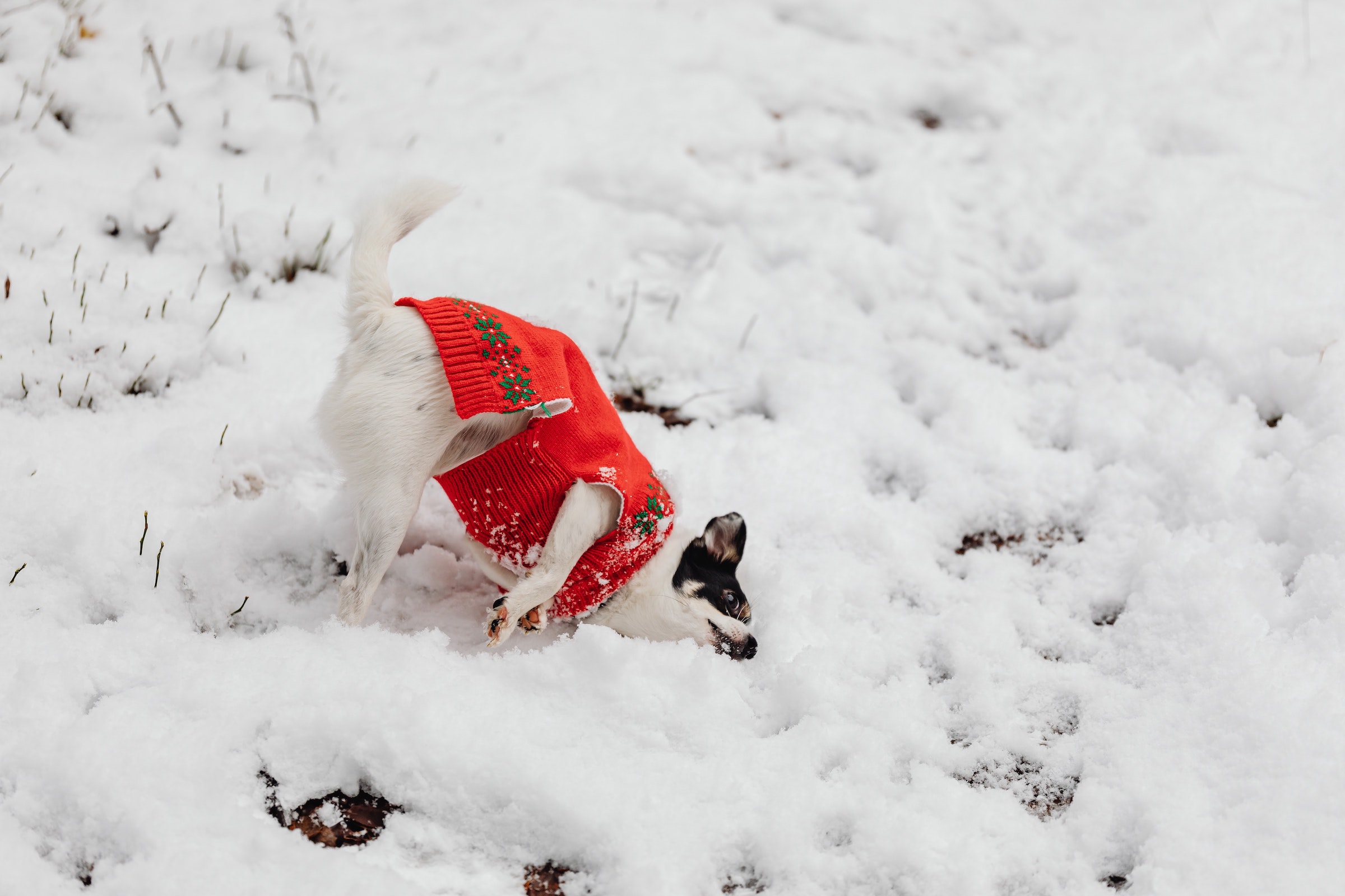 A white Chihuahua with black markings is wearing a red sweater rubbing the front of their body in the snow