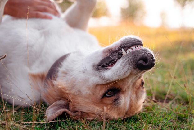 A dog happily shows her teeth while lying on her back and getting a belly rub