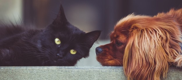 A dog stares at a black cat while lying down