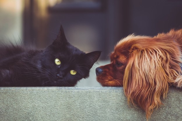 A dog stares at a black cat while lying down
