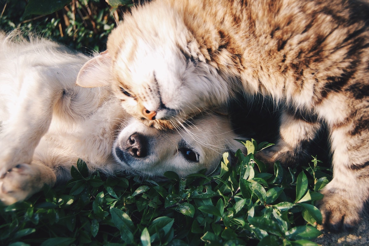 Dog and cat cuddle in the yard