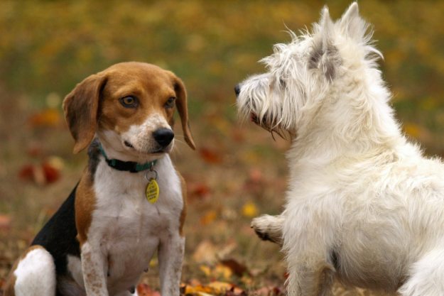 Two dogs outside playing with each other
