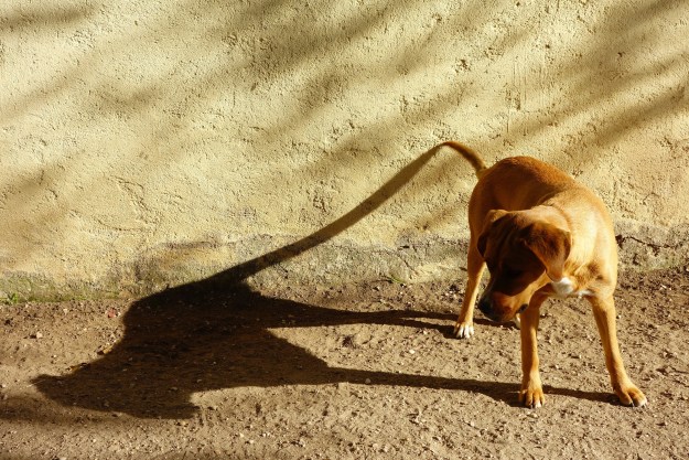 video of dog chasing shadows looks at its shadow