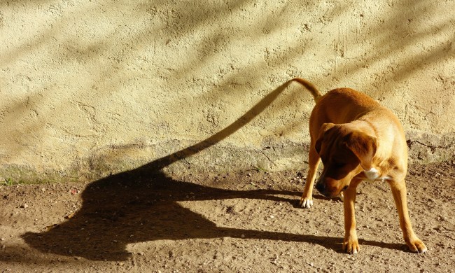 video of dog chasing shadows looks at its shadow