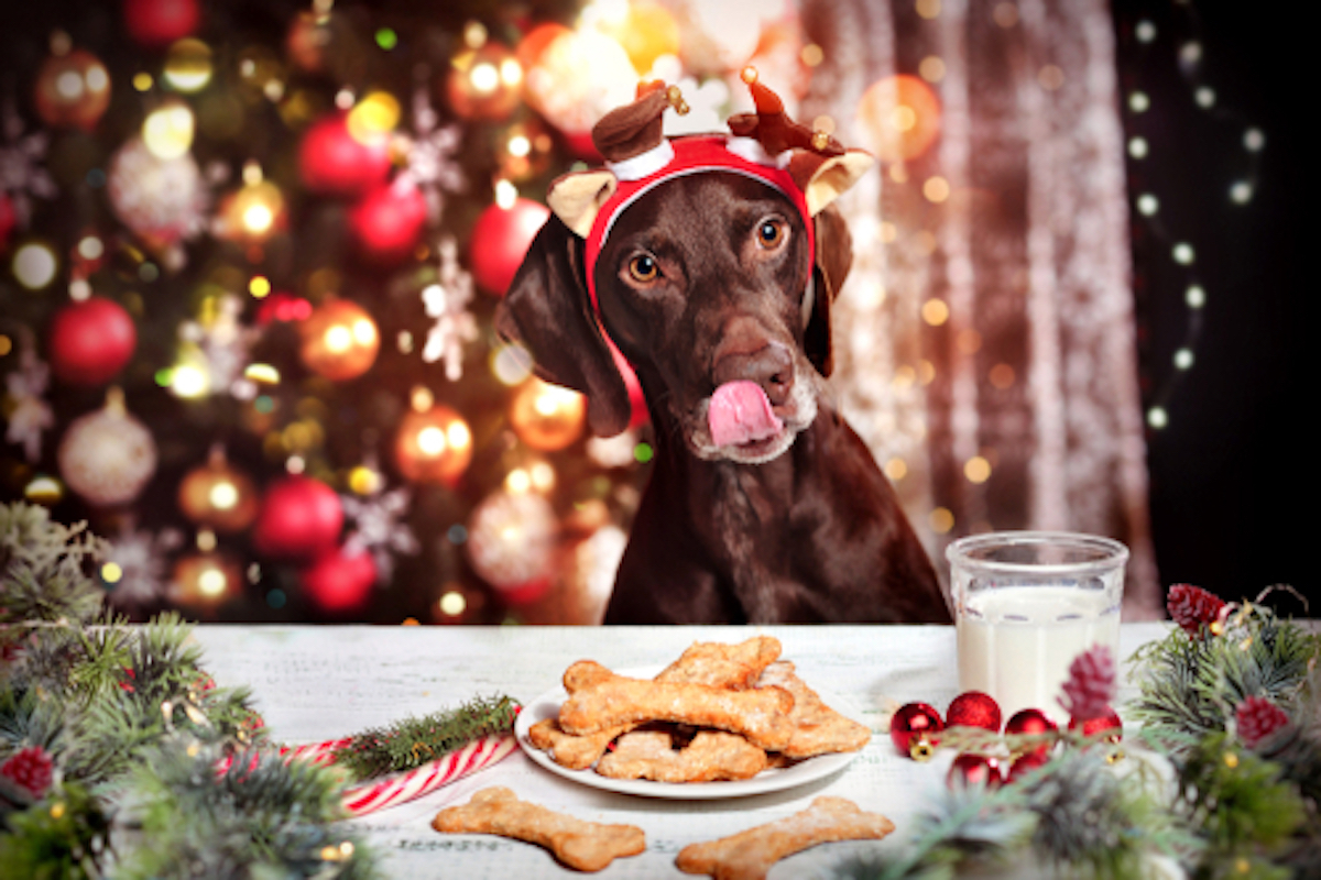 A dog steals dinner from the Christmas table