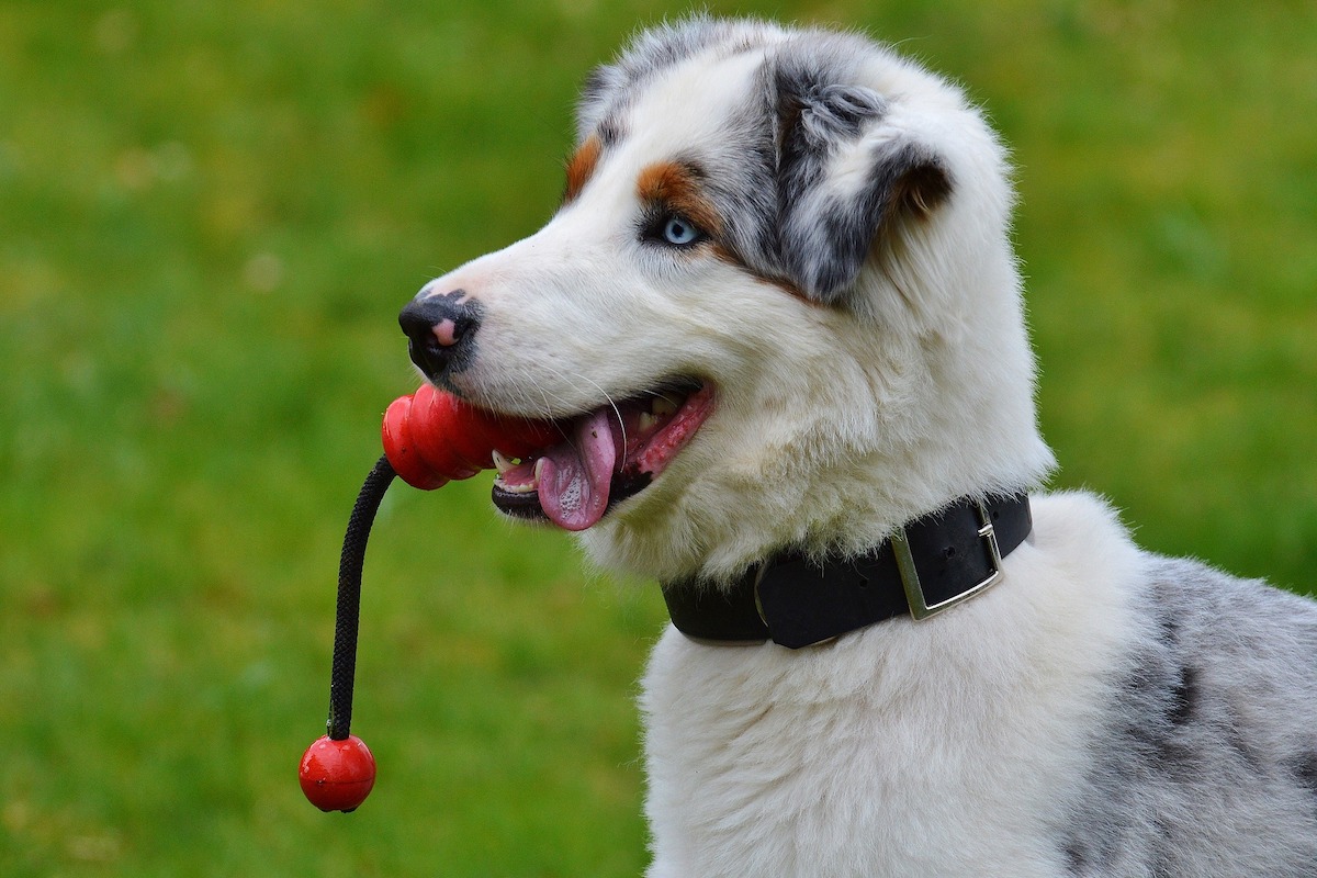 Puppy with a red chew toy