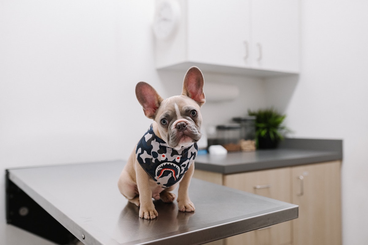Dog sits on a vet table during his appointment