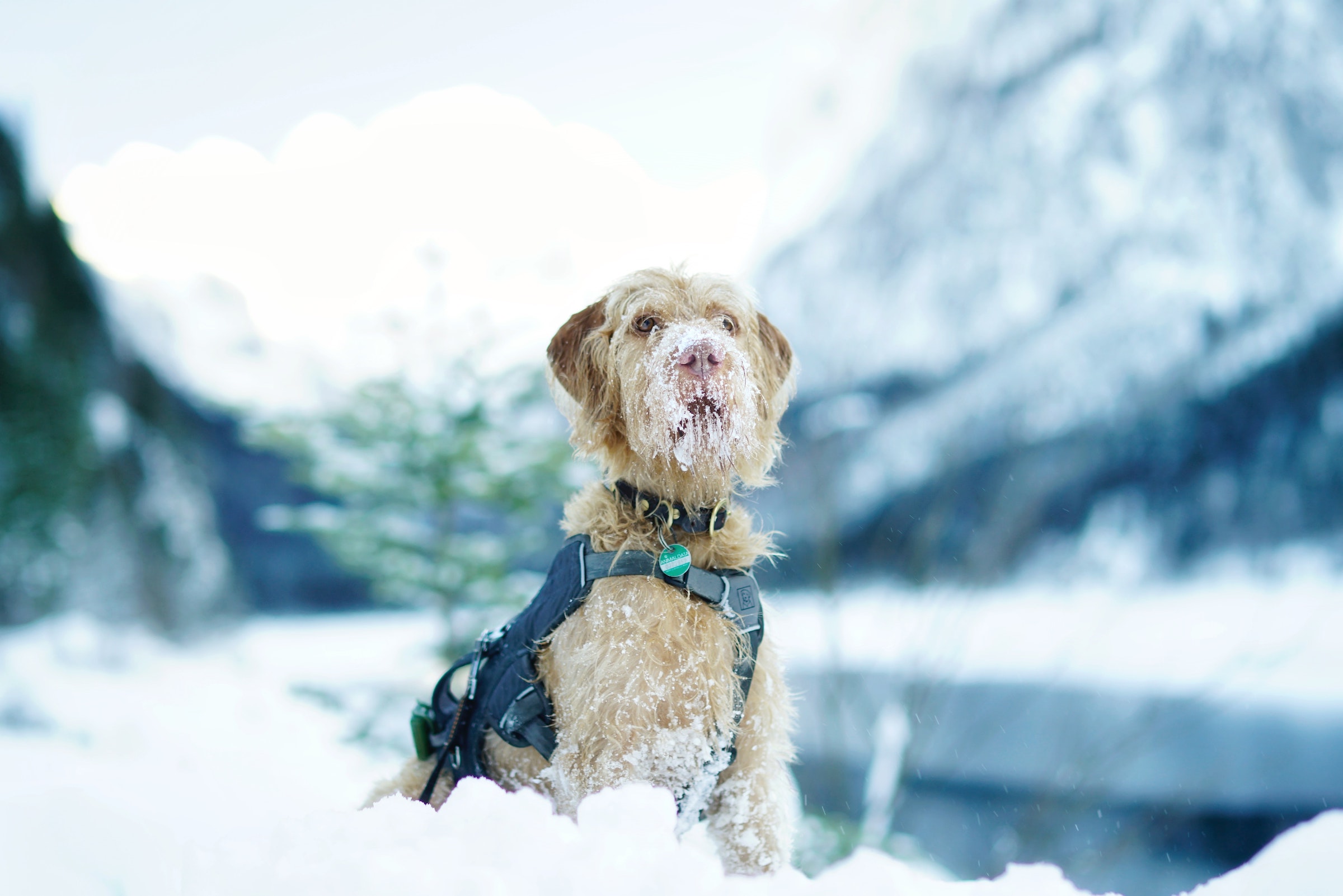 A long-coated beige dog wearing a harness and with snow on his snout stands in the snow in front of a mountain landscape