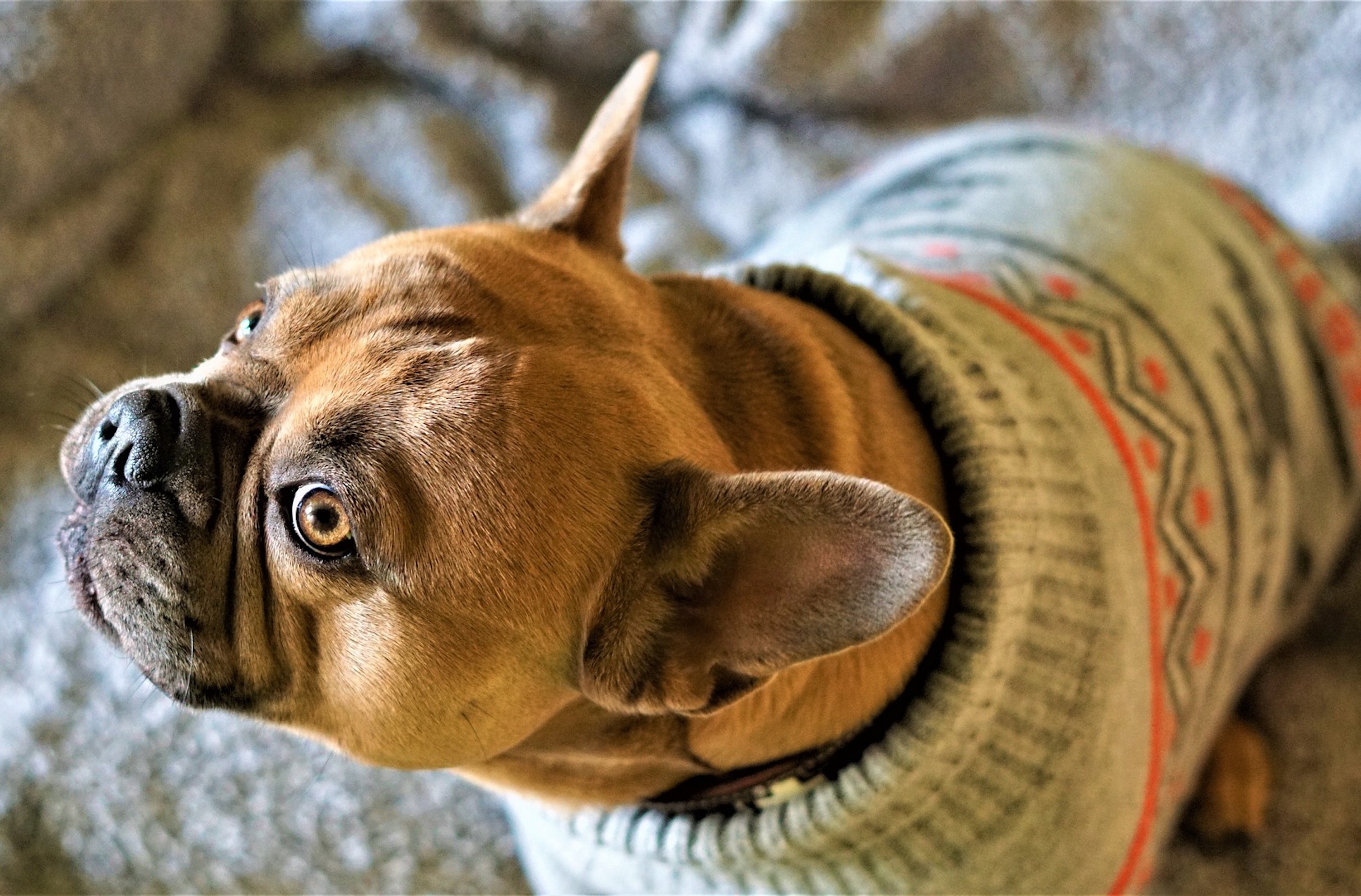 A brown French bulldog wearing a sweater looks up