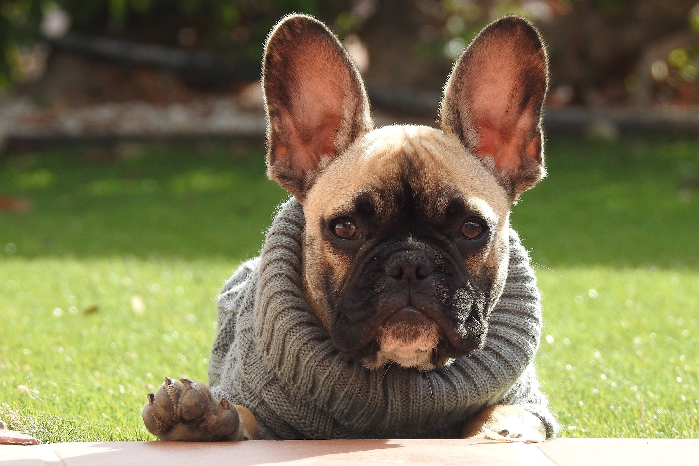 a French bulldog wearing a beige turtleneck sweater puts one hand on a table as they stand in a sunny, grassy outdoor space