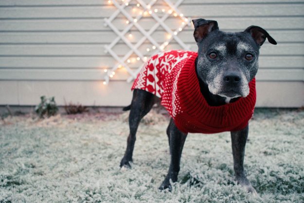 An elderly pit bull dog wearing a festive red sweater stands outside in the winter