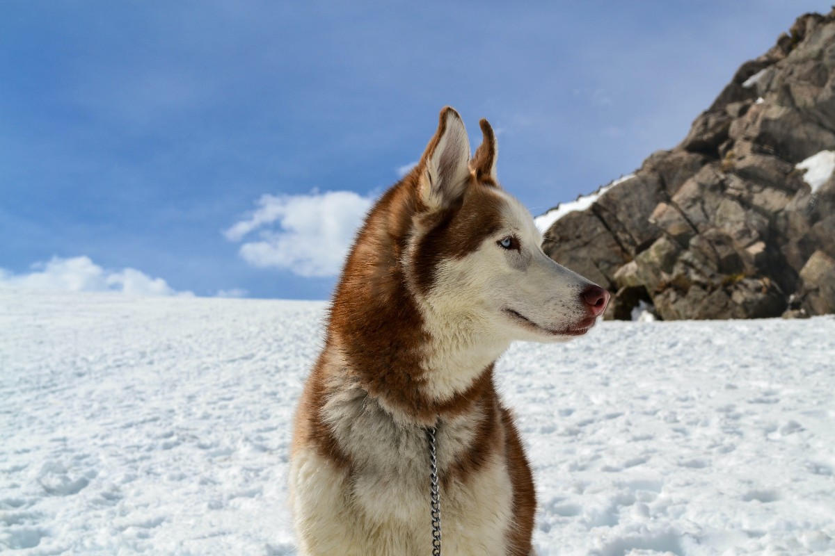 A Siberian husky in the snow