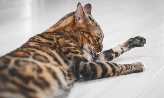A Bengal cat lies on a white floor and bathes their forelimb