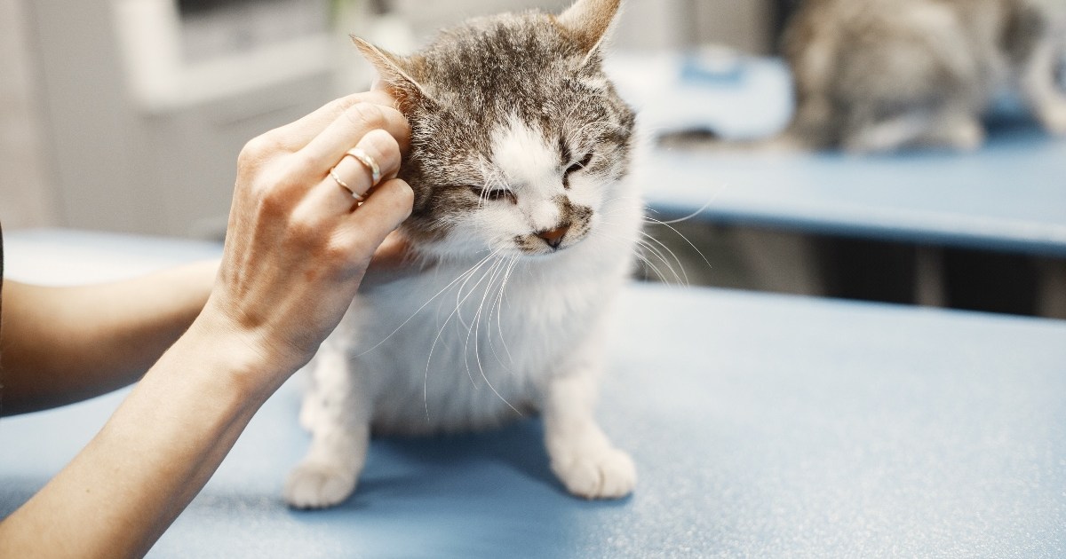 Cat Surgery What Pet Parents Can Do After to Help PawTracks