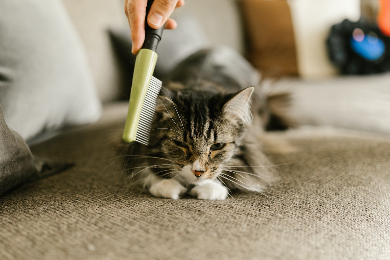 A cat on the carpet getting their hair combed