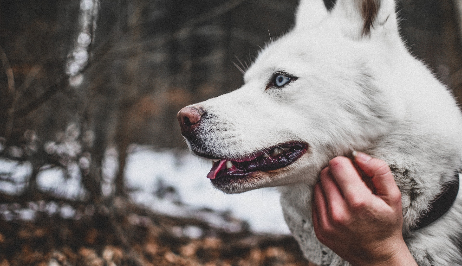 A woman strokes a blue-eyed white dog while outside