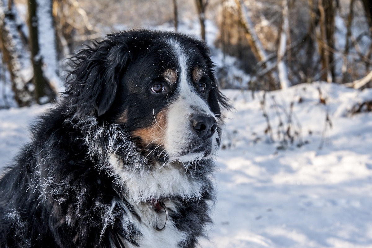 Bernese mountain dog plays outside in the snow