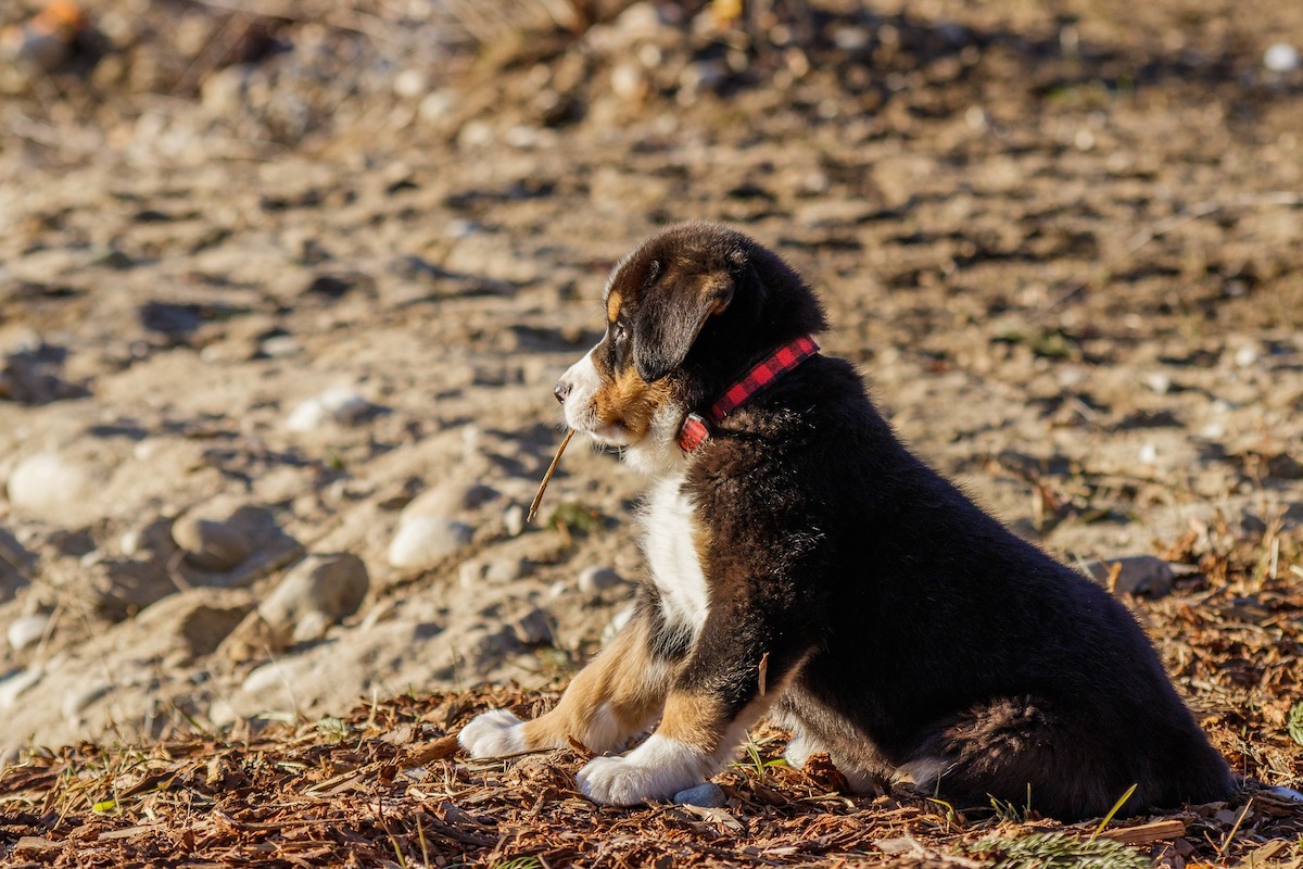 Bernese mountain dog puppy playing outside