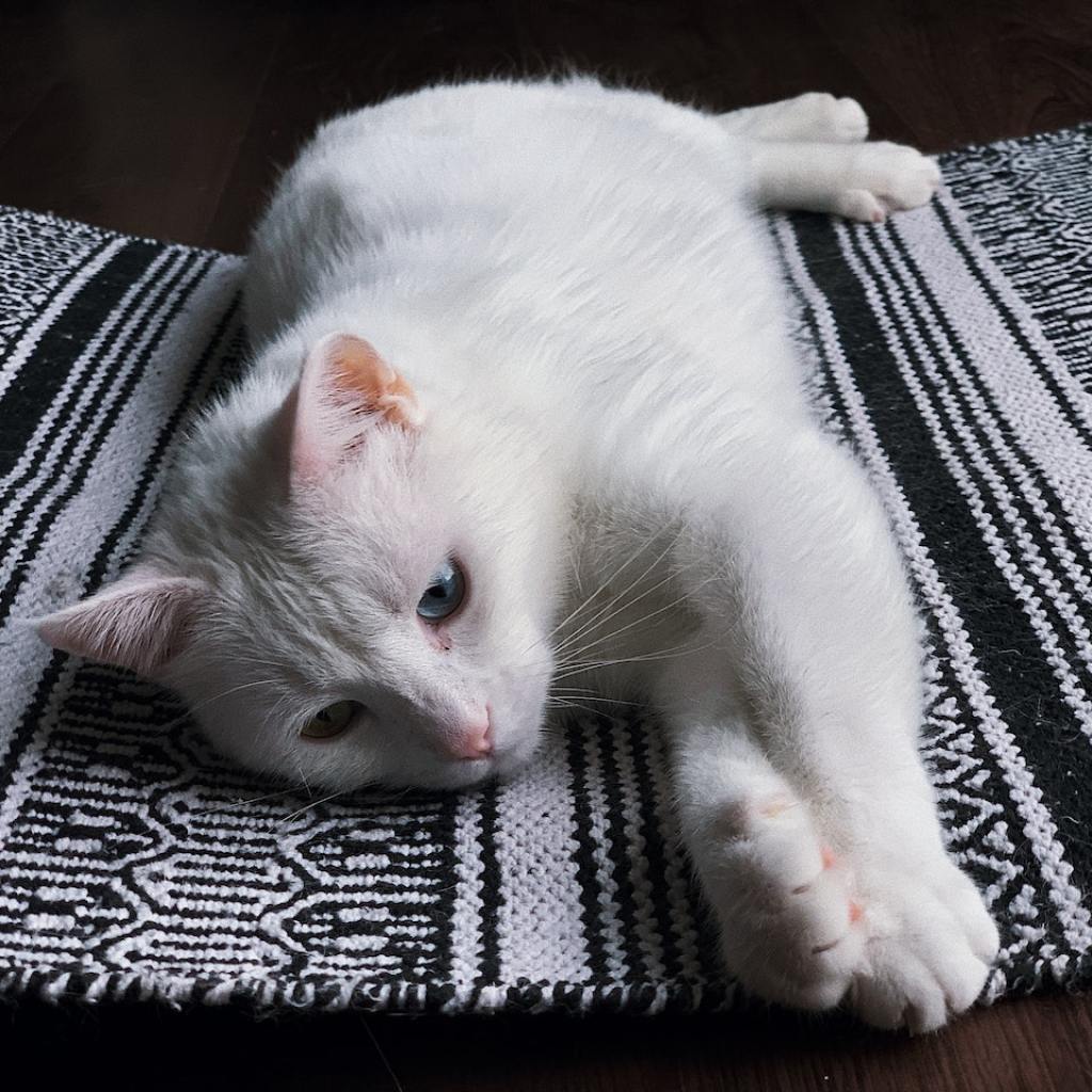 A blue-eyed white cat sprawls out on top of a rug with a forlorn expression