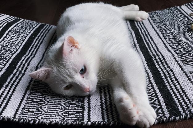 A blue-eyed white cat sprawls out on top of a rug with a forlorn expression
