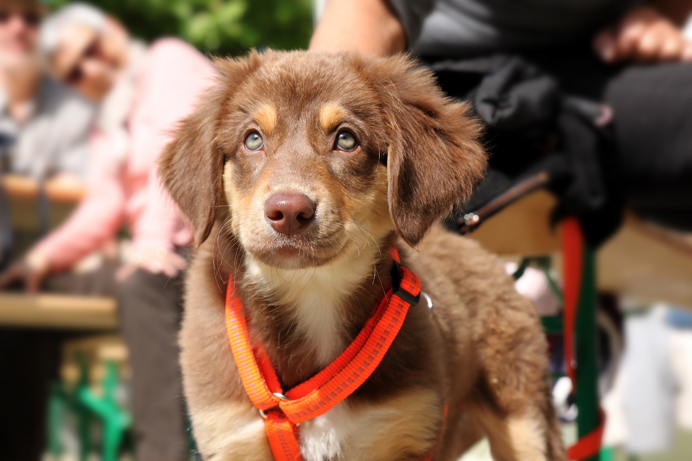 A brown puppy wearing a neon orange harness looks up