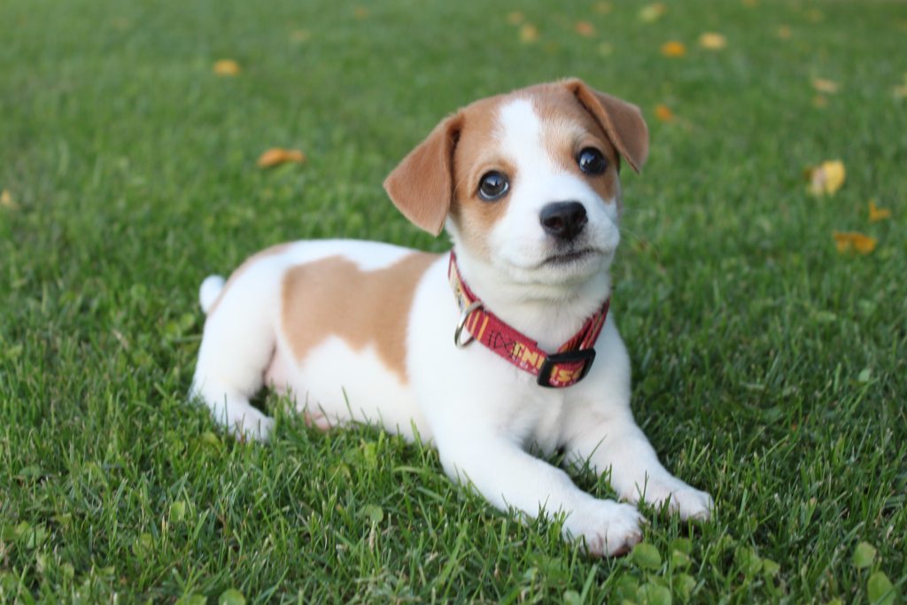 A brown and white puppy wearing a red collar lies patiently in the grass