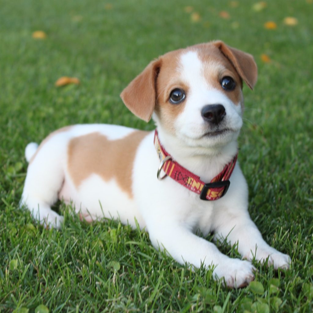 A brown and white puppy wearing a red collar lies patiently in the grass